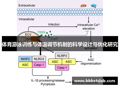 体育游泳训练与体温调节机制的科学设计与优化研究